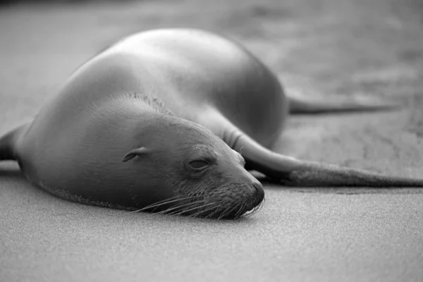 Galapagos Zeeleeuw Het Strand Zwart Wit — Stockfoto