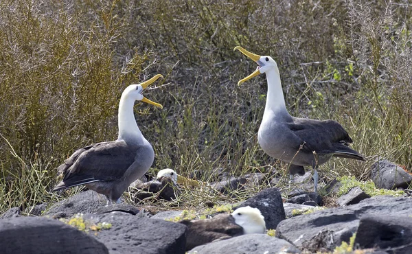 Velký Pták Albatros Ostrovech Galapágy Royalty Free Stock Obrázky