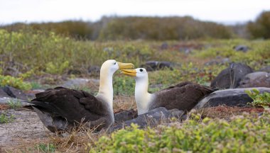 Espanola adasında dans eden iki albatros, Galapagos