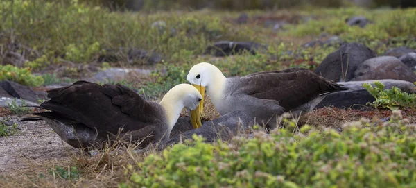 Two Albatross Dancing Espanola Island Galapagos — Stock Photo, Image