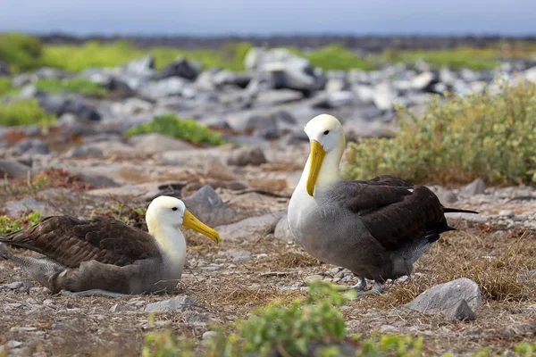 Espanola adasında dans eden iki albatros, Galapagos
