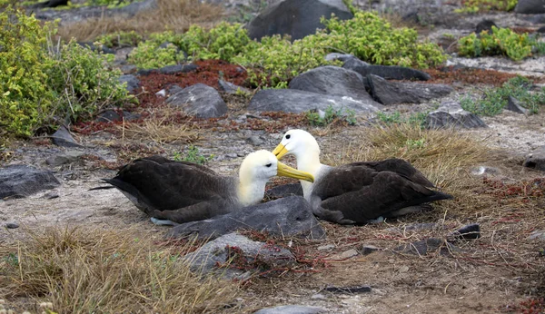 Two Albatross Dancing Espanola Island Galapagos — Stock Photo, Image