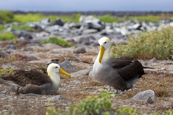 Två Albatross Dansar Espanola Galapagos Stockfoto