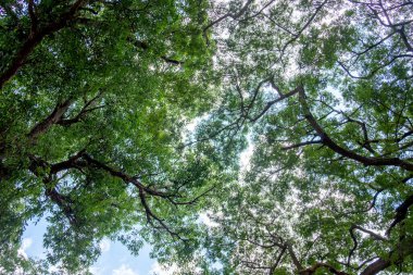 Yeşil yapraklı dalların tepesinde birbirine dolanmış ağaçlar. Güneşin ışığı güzel yaprakların arasından parlıyor. Resim aşağıdan çekilen bir ağaca gidiyor..
