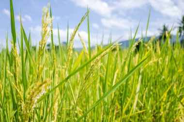 Pirinç tarlası ve gökyüzü arka planı güneş ışınları ve dağ zeminiyle.