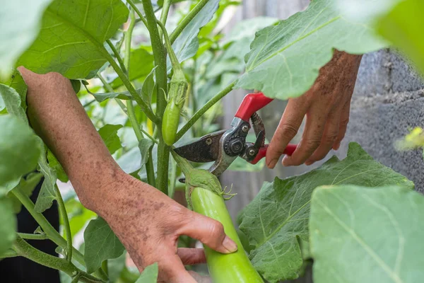 Aubergines Vertes Poussant Dans Jardin Jardinier Cueille Des Aubergines Vertes — Photo