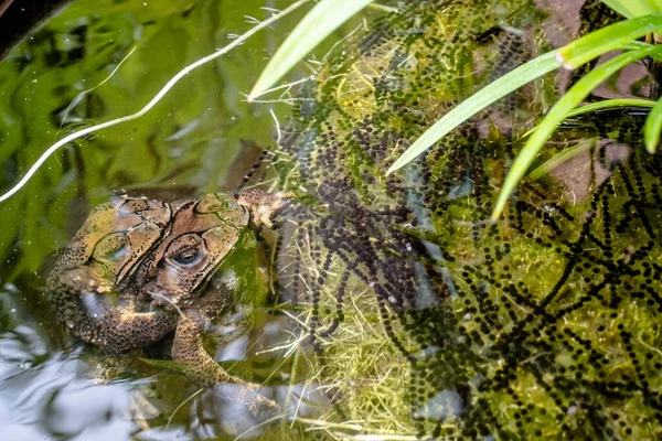 Bufonidae 在交配过程中繁殖普通的蛤蟆 雌性蛤蟆在水里产卵 — 图库照片