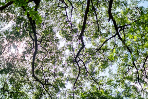 Запутанные Деревья Верхней Ветки Зелеными Листьями Свет Солнца Светит Через — стоковое фото