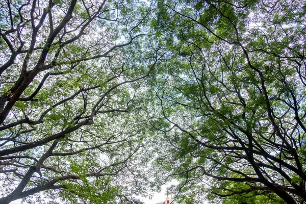 Árvores Ângulo Topo Galhos Com Folhas Verdes Luz Sol Brilha — Fotografia de Stock