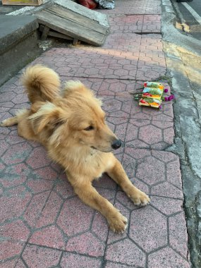 Küçük köpek Ubud Bali 'de kaldırımda poz veriyor..
