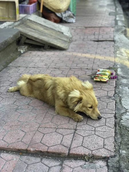 Small dog laying head down pose on sidewalk — Stock Photo, Image