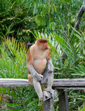Hortumlu Maymun Borneo, Sandakan, Malezya 'da yemek yiyor..
