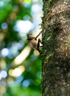 Açı Başlı Kertenkele Borneo, Malezya 'da bir ağaca bağlanır.