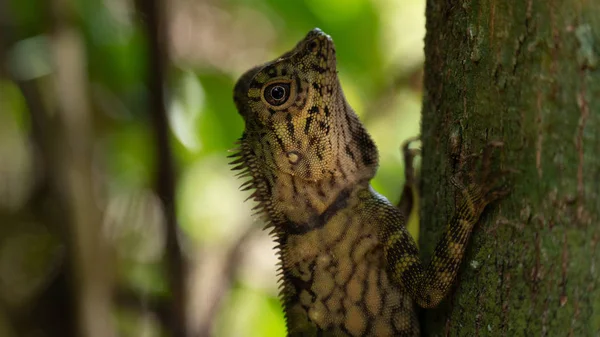 Angle Head Kertenkelesi Borneo, Malezya 'da bir ağaca bağlanıyor. Kapat 