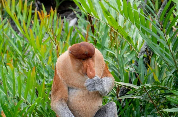 Proboscis Monkey eet voedsel in Borneo, Sandakan, Maleisië. — Stockfoto