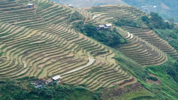 Teras pirinç tarlaları Kuzey Vietnam