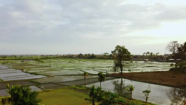Высокоугольная Сковорода Слева Направо Рисового Поля Кангу Бали Индонезия — стоковое видео
