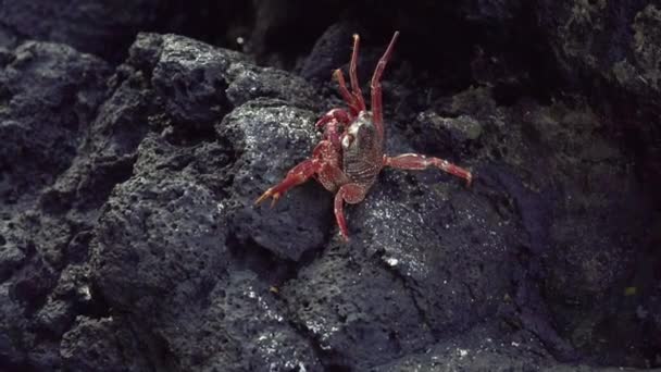 Tote Rote Krabbe Auf Vulkangestein Zeitlupe Handheld Aufnahme Langsam Treiben — Stockvideo