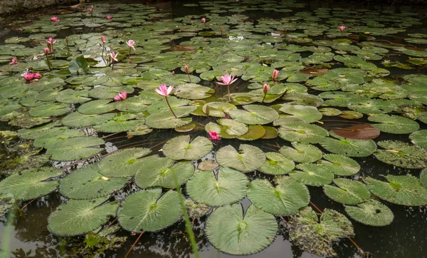 Lily pads and pink flowers in pond