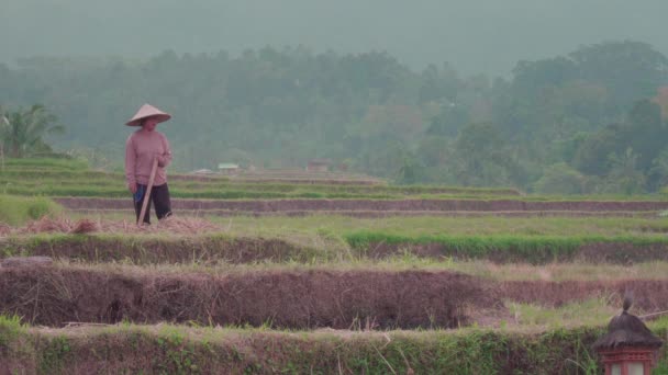 Jatiluwih Rice Terrace Bali Indonesia Giugno 2019 Donna Asiatica Prende — Video Stock