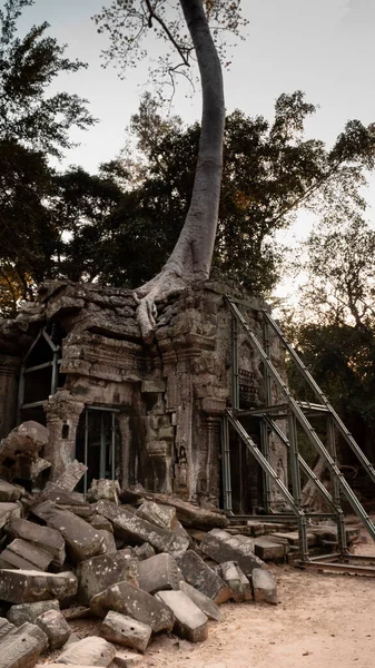 Ta Prohm Tapınağı, Siem Reap, Kamboçya 'daki duvar yapısında ağaç yetişiyor. Antik yapıyı sağlam tutmak için metalle desteklenmiş..