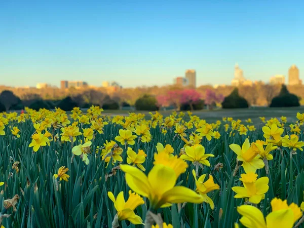 Kuzey Carolina 'daki Raleigh' s Dix Park 'ta sarı nergis tarlası.