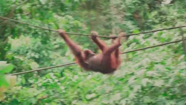 马来西亚 婆罗洲 2019年10月3日 年轻的猩猩在塞皮洛克的一个避难所里在绳子上玩耍 — 图库视频影像