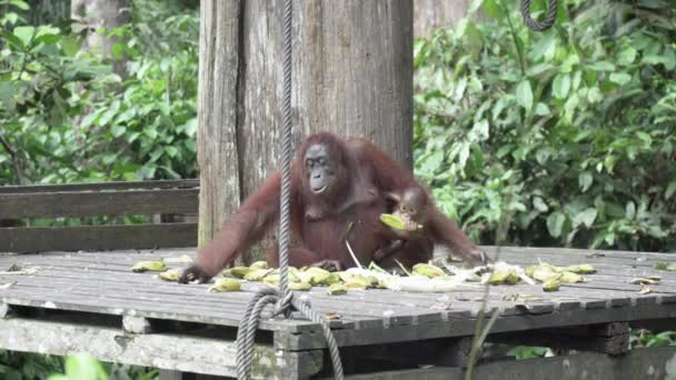 サバ州 マレーシア ボルネオ島 2019年10月30日 大人の女性オランウータン 子供オランウータンがセピロックの木のプラットフォームで食べる — ストック動画