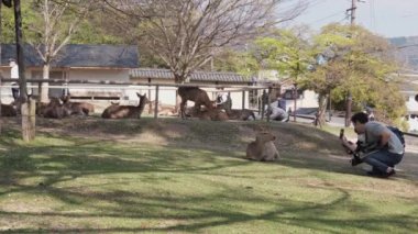 Nara, Japonya - 4 Nisan 2020: Geyikler Kofukuji Pagoda 'da çimlerde yatarken turistler fotoğraf çekiyorlar. Covid-19 salgınından etkilenen turizm.