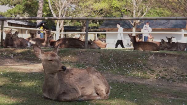 Nara Japón Abril 2020 Ciervos Yacen Hierba Cerca Pagoda Kofukuji — Vídeos de Stock