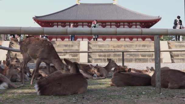 奈良県 2020年4月4日 興福寺を背景に Covid 19パンデミックの影響を受けた観光 鹿は彼らにクラッカーを与えるために観光客に依存する — ストック動画
