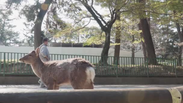 Nara Japan April 2020 Kofuku Mann Füttert Cracker Rehe Covid — Stockvideo