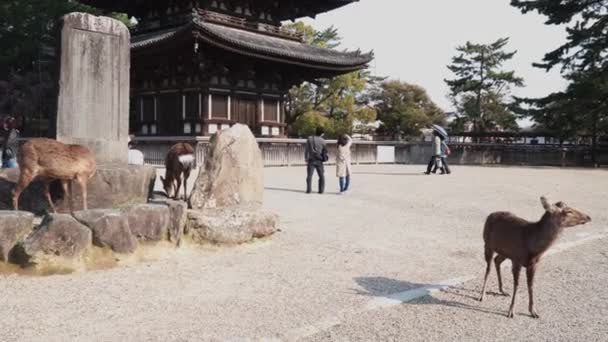日本奈良 2020年4月4日 Kofuku Ji鹿和游客游荡 Covid 19已经影响了旅游业 因为鹿通常被游客喂食饼干 — 图库视频影像