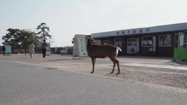 奈良県 2020年4月4日 興福寺鹿がクラッカーのために始まります 桜の季節に鹿を養うために公園で流行の少ない19流行のために — ストック動画