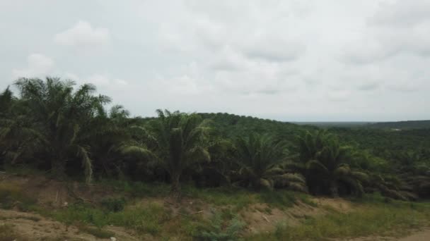 Sabah Malásia Bornéu Outubro 2019 Palm Oil Plantation Desmatamento Uma — Vídeo de Stock