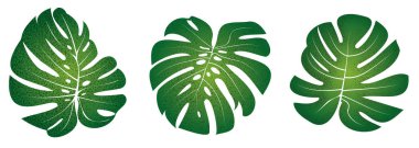 Monstera Swiss Cheese Leaf Set İllüstrasyon Grafik Tasarım Klipsi Sanatı. Desen yapımı, sosyal medya reklamları, süs dekorasyonu, düzenleme, tekstil.