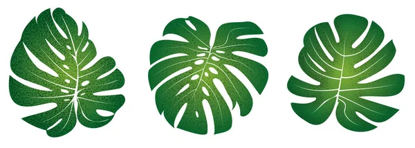 Monstera Swiss Cheese Leaf Set İllüstrasyon Grafik Tasarım Klipsi Sanatı. Desen yapımı, sosyal medya reklamları, süs dekorasyonu, düzenleme, tekstil.