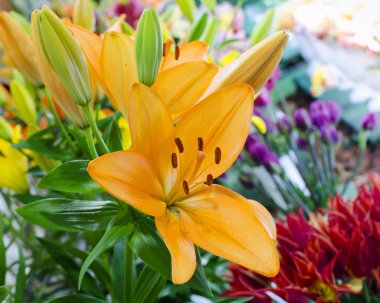 Sarı Zambak çiçeği