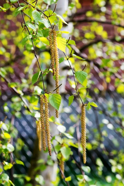 Birch tree catkins — Stock Photo, Image