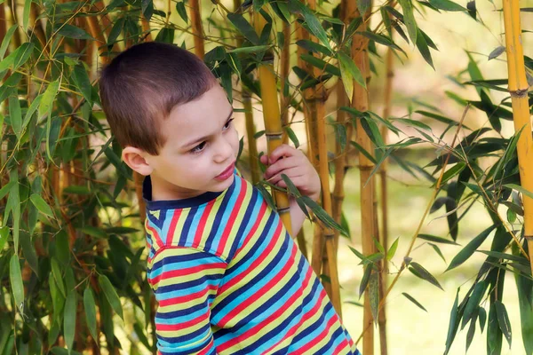 Child in bamboo garden or forest — Stock Photo, Image