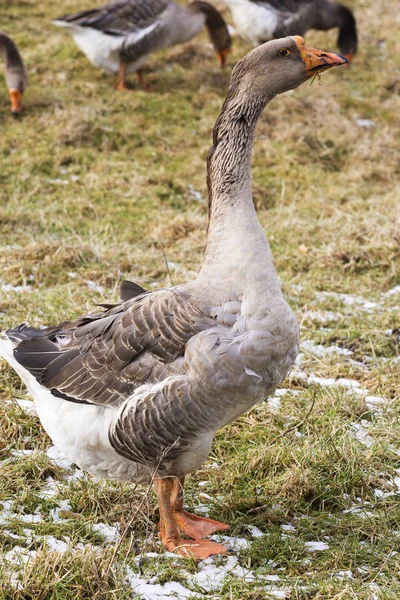 Goose and geese — Stock Photo, Image