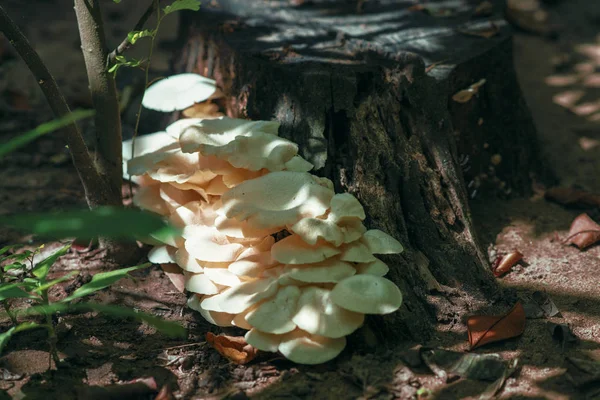 Mushrooms Forest Vietnam — Stock Photo, Image