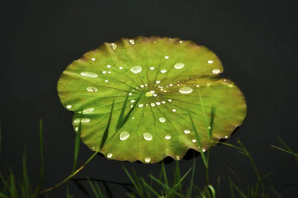 ハノイ ベトナムの蓮の花 — ストック写真