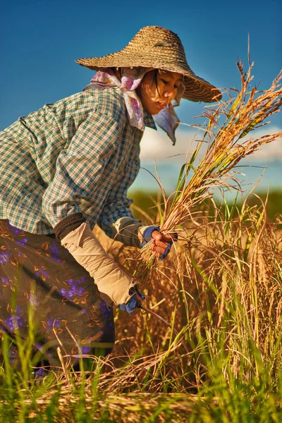 Inle Λίμνη Μιανμάρ Νοεμβρίου 2015 Γυναίκα Ρούχα Και Καπέλο Κόψτε — Φωτογραφία Αρχείου