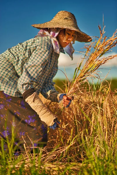 Inle Lake Myanmar Novembre 2015 Donna Con Abiti Trazionali Cappello — Foto Stock