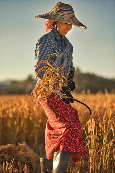 Inle Λίμνη Μιανμάρ Νοεμβρίου 2015 Γυναίκα Ρούχα Και Καπέλο Κόψτε — Φωτογραφία Αρχείου