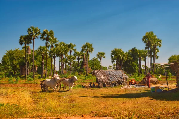 Mandalay Myanmar Noviembre 2015 Transporte Tradicional Birmano Campo Cerca Mandalay — Foto de Stock