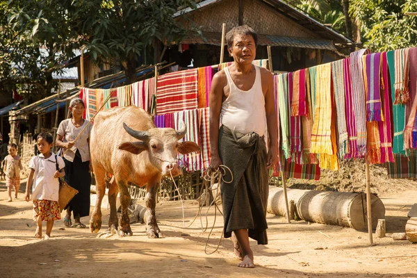 Мраук Мьянма Декабря 2015 Бирманский Мужчина Идет Своей Коровой Улице — стоковое фото