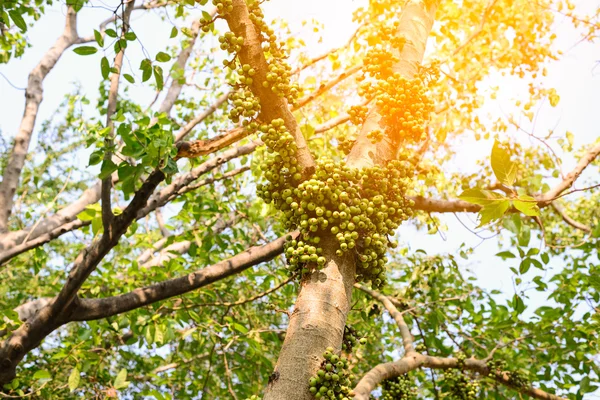 Figues vertes sur arbre en forêt . — Photo