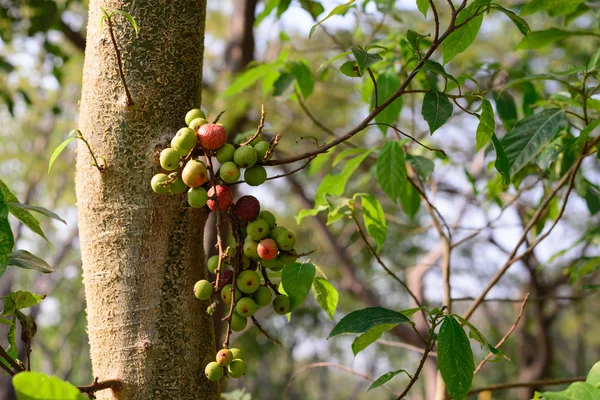 Frutos de higuera roja en el bosque . —  Fotos de Stock